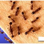 Strategi Efektif Mengusir Semut Bandel dari Rumah dengan Bahan-Bahan Sederhana